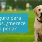 Seguro para perros merece la pena