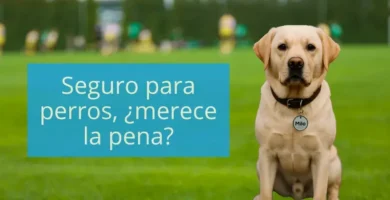 Seguro para perros merece la pena