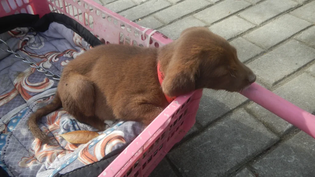 Hombre con su perro Jack Russell y su labrador chocolate atados con correa
