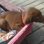 Hombre con su perro Jack Russell y su labrador chocolate atados con correa