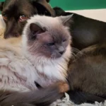 Un perro y un gato descansando juntos, las dos mascotas más habituales del seguro de mascotas de Mapfre