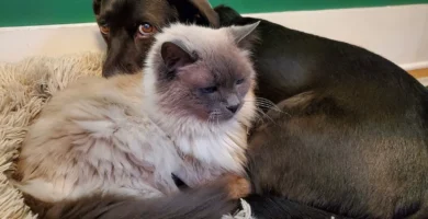 Un perro y un gato descansando juntos, las dos mascotas más habituales del seguro de mascotas de Mapfre