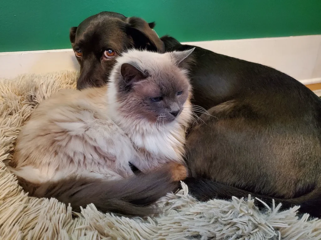 Un perro y un gato descansando juntos, las dos mascotas más habituales del seguro de mascotas de Mapfre