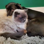 Un perro y un gato descansando juntos, las dos mascotas más habituales del seguro de mascotas de Mapfre