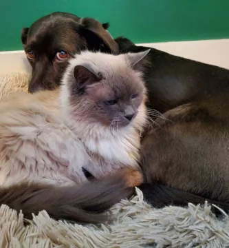 Un perro y un gato descansando juntos, las dos mascotas más habituales del seguro de mascotas de Mapfre