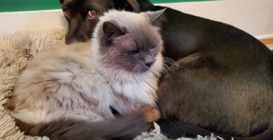Un perro y un gato descansando juntos, las dos mascotas más habituales del seguro de mascotas de Mapfre