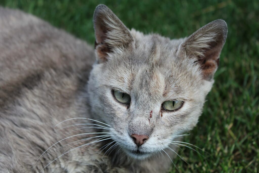 Gato doméstico tumbado en la hierba