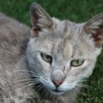 Gato doméstico tumbado en la hierba