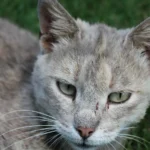 Gato doméstico tumbado en la hierba