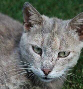 Gato doméstico tumbado en la hierba