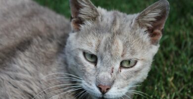 Gato doméstico tumbado en la hierba